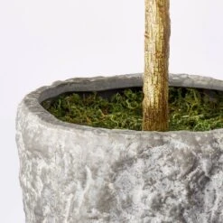 Banyan Tree Potted - Threshold™ Designed With Studio McGee -Threshold Designed W/Studio Mcgee GUEST 7c945569 ea6c 4192 94d5 6530a4bfd2d3