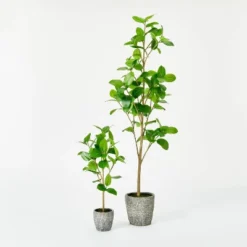 Banyan Leaf Potted Tree - Threshold™ Designed With Studio McGee -Threshold Designed W/Studio Mcgee GUEST e0836b00 df5f 43ba bf4c e16aa35005ea
